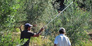 Εργάτες στο μάζεμα της ελιάς