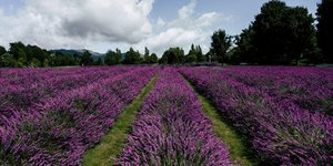 Φάρμα με λεβάντες