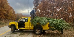 Ελατοπαραγωγοί στον Ταξιάρχη Χαλκιδικής