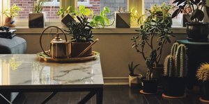 φυτά στο σπίτι