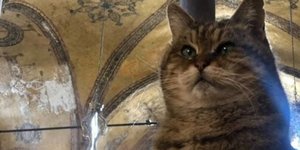 Η Γκλι, η γάτα της Αγίας Σοφίας