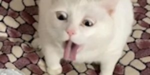 Η αντίδραση γάτας στην μυρωδιά ξινής κρέμας