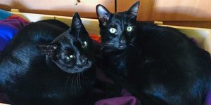 Οι μαύρες γάτες