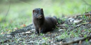 μινκ υπαιθρος