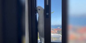 Ένας διαρρήκτης παπαγάλος