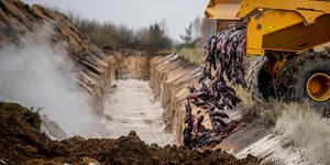 Η σφαγή των βιζόν 