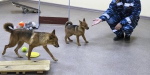 Φινλανδία: Τα σκυλιά στην υπηρεσία της επιστήμης