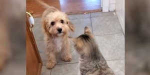 Η άτακτη γάτα δεν άφηνε με τίποτα τον μικρόσωμο σκύλο να περάσει από το σημείο  