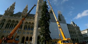 Χριστουγεννιάτικο δέντρο στήνεται στη Βιέννη
