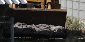 Φωτογραφία με κλιμάκιο της Κτηνιατρικής Υπηρεσίας να διενεργεί υγειονομική ταφή μετά από τη θανάτωση με ευθανασία των πρώτων βιζόν που εντοπίστηκαν θετικά στον κορωνοϊό σε φάρμα στη Κοζάνη Φωτογραφία: ΑΠΕ-ΜΠΕ/ΔΗΜΗΤΡΗΣ ΤΟΣΙΔΗΣ