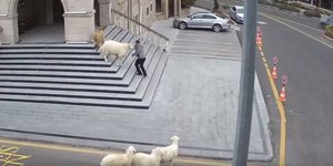 To πρόβατο-ταραξίας εν δράσει στο Νεβσεχίρ της Τουρκίας