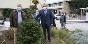 Το έλατο που φυτεύτηκε στο ΑΠΘ