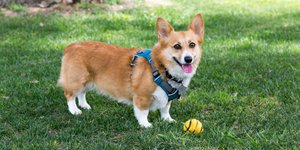 Viral: Ενα corgi παίζει μπάσκετ και... τρελαίνει τους πάντες