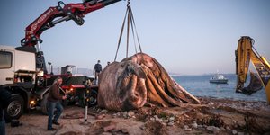 Καρέ καρέ η επιχείρηση ανάσυρσης της νεκρής φάλαινας που ξεβράστηκε στον Πειραιά