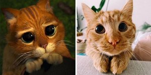 Η γάτα Master Poe Poe θυμίζει σε πολλούς  τον «Παπουτσωμένο Γάτο» από την ταινία Σρεκ