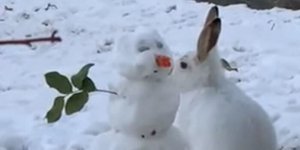 Κουνέλι ροκανίζει την μύτη-καρότο χιονάνθρωπου