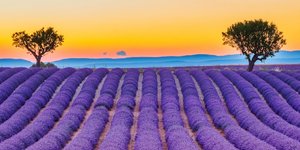 Λεβάντες στη Γαλλία