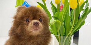 Το σκυλάκι που μοιάζει με μωρό αρκούδα και έχει τρελάνει το Instagram ποζάρει δίπλα σε βάζο με λουλούδια