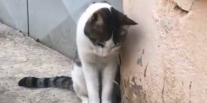 Μια γάτα κοιτά ποντίκι