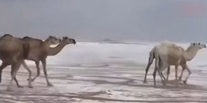 Καμήλες κόβουν βόλτες στο χιόνι σε περιοχή της Σαουδικής Αραβίας