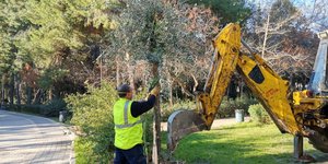 Αιωνόβιες αγριελιές «μετακομίζουν» σε κεντρικά σημεία του δήμου Αιγάλεω