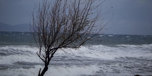 δεντρο ανεμοι