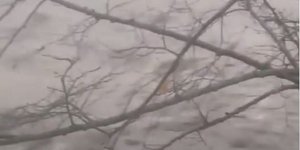 Φούσκωσαν τα νερά του ποταμού Εύηνου