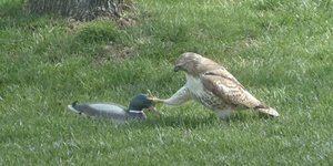 Γεράκι επιτίθεται σε πάπια