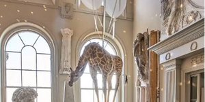 μια καμηλοπάρδαλη που κρέμεται από μπαλόνια