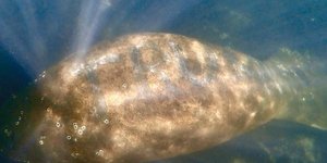 Eρευνα των αρχών για παρενόχληση ενός μανάτου