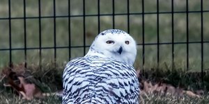 κουκουβάγια