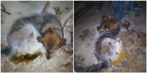 Σκυλίτσα κολλημένη στον πάγο στη Σιβηρία