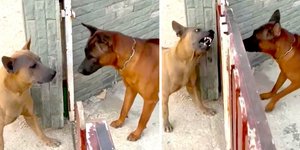 Σκυλιά τσακώνονται