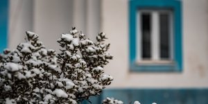 Χιόνι σε δέντρο