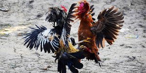 Κοκορομαχία