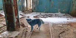 Ένας από τους αδέσποτους σκύλους με τη γαλάζια γούνα που εμφανίστηκαν σε πόλη της Ρωσίας