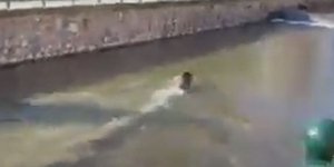 Φλώρινα: Αγριογούρουνο κολυμπά στον ποταμό Σακούλεβα [βίντεο]