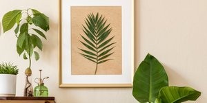 Φυτά εσωτερικού χώρου