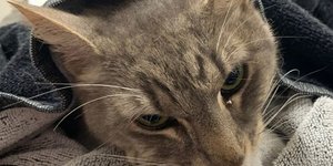 Ο γάτος Αρθουρ, που πέθανε προσπαθώντας να προστατεύσει μικρά παιδιά από επικίνδυνο φίδι