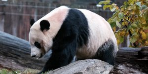 Γιγαντιαίο πάντα σε ζωολογικό κήπο της Ουάσιγκτον