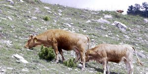 Καφετιές αγελάδες βοσκούν σε πλαγιά