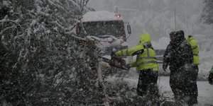 Πεσμένα δέντρα στον Διόνυσο