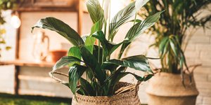 Ψεύτικα λουλούδια