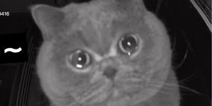 γάτα που κλαίει