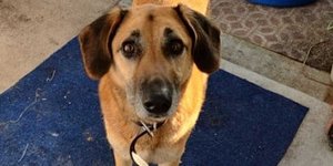 Σκύλος στα Χανιά ψάχνει σπίτι να τον φιλοξενήσει 