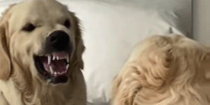 Σκύλος κάνει γκριμάτσες στον καθρέπτη