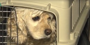 Σκύλος, κόκερ σπάνιελ