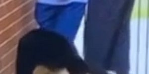 Απίστευτη οφθαλμαπάτη Σκύλος περνά μέσα από τοίχο