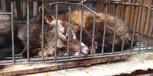 Μοσχογαλή σε κλουβί 