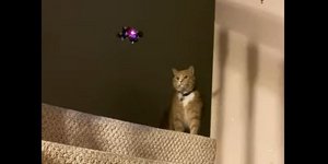 Γάτα κατέρριψε με μία κίνηση το drone που την ενοχλούσε